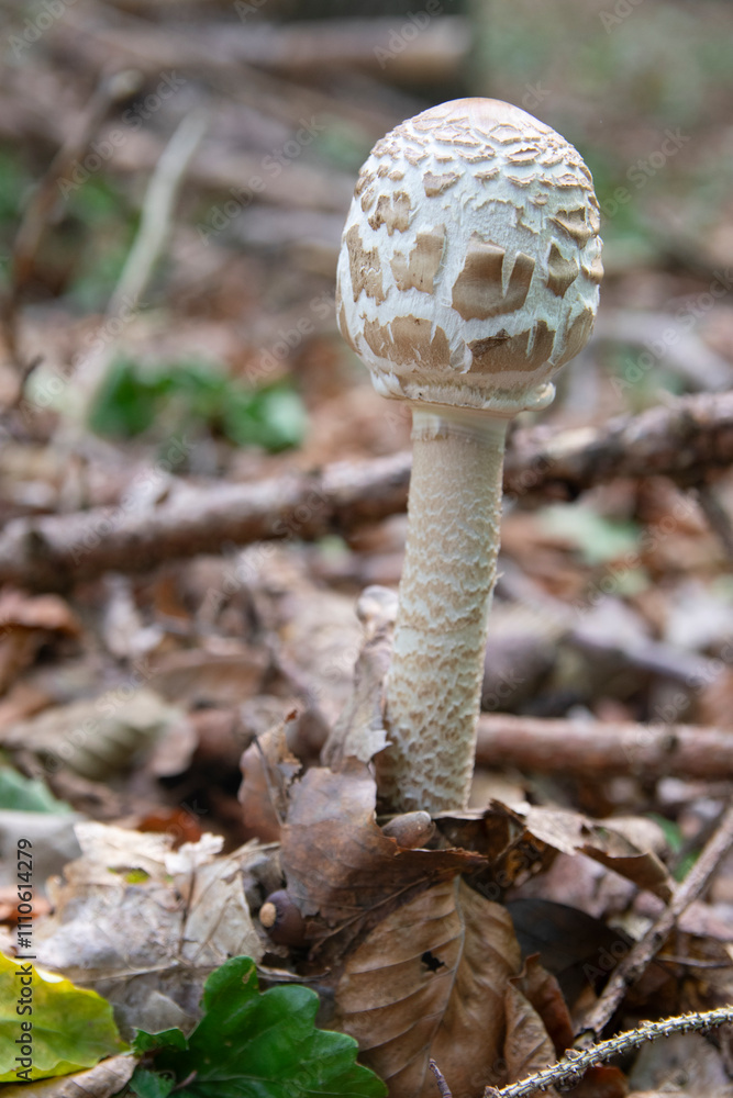 Macrolepiota procera, the parasol mushroom, mushroom with mushroom stalk Macrolepiota procera, the parasol mushroom, mushroom with mushroom stalk
