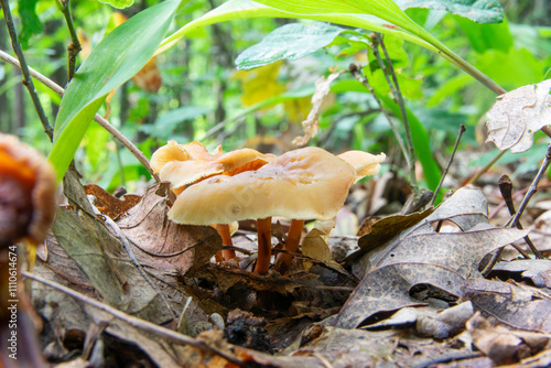 Gymnopus dryophilus, Oak-loving Collybia, Tree fungi, known also as Collybia dryophila, commonly called the Russet Toughshank photo