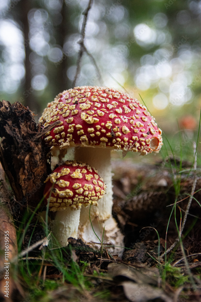 Amanita muscaria, commonly known as the fly agaric or fly amanita Amanita muscaria, commonly known as the fly agaric or fly amanita