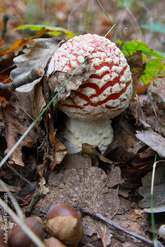 Amanita muscaria, commonly known as the fly agaric or fly amanita