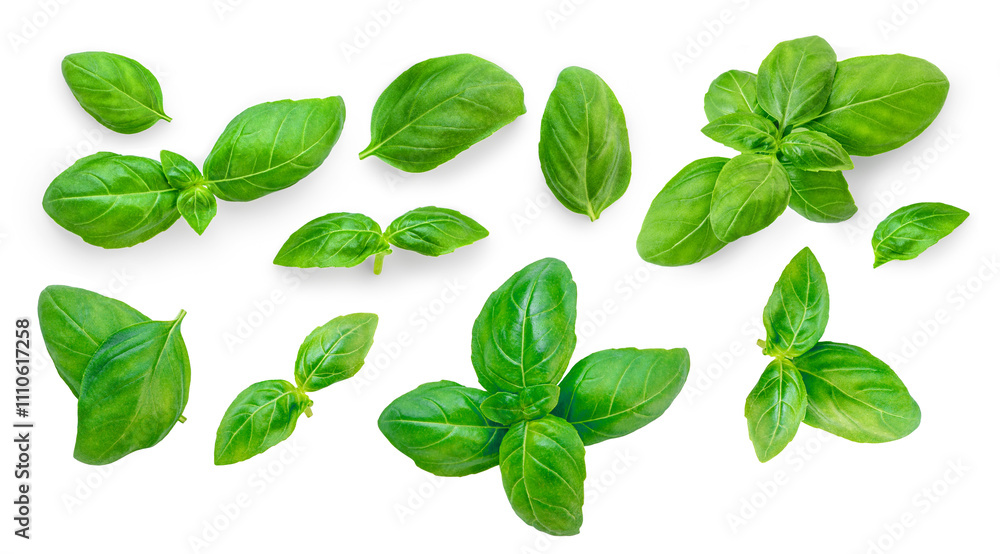 Basil leaf isolated on white background. Green Basil leaf Top view. Flat lay. Pattern. Package design element Basil leaf isolated on white background. Green Basil leaf Top view. Flat lay. Pattern. Package design element