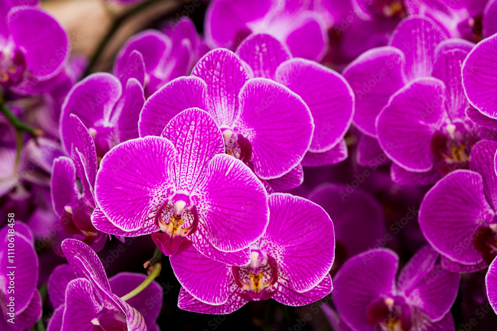 Fototapeta premium Close-up of moth orchid flowers with black background