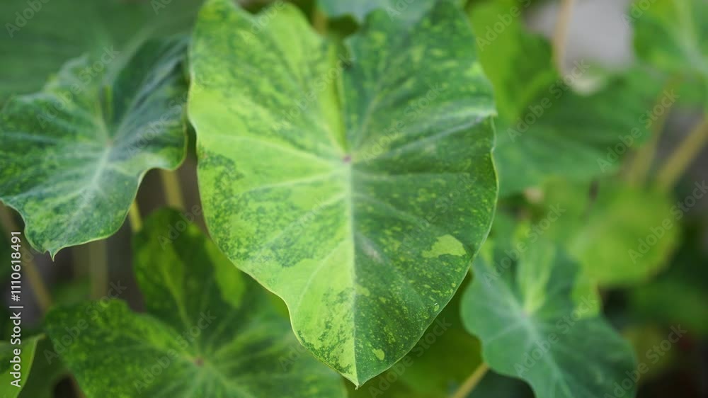 Colocasia esculenta, Lemon Lime Gecko or Colocasia or bicolor Colocasia Colocasia esculenta, Lemon Lime Gecko or Colocasia or bicolor Colocasia