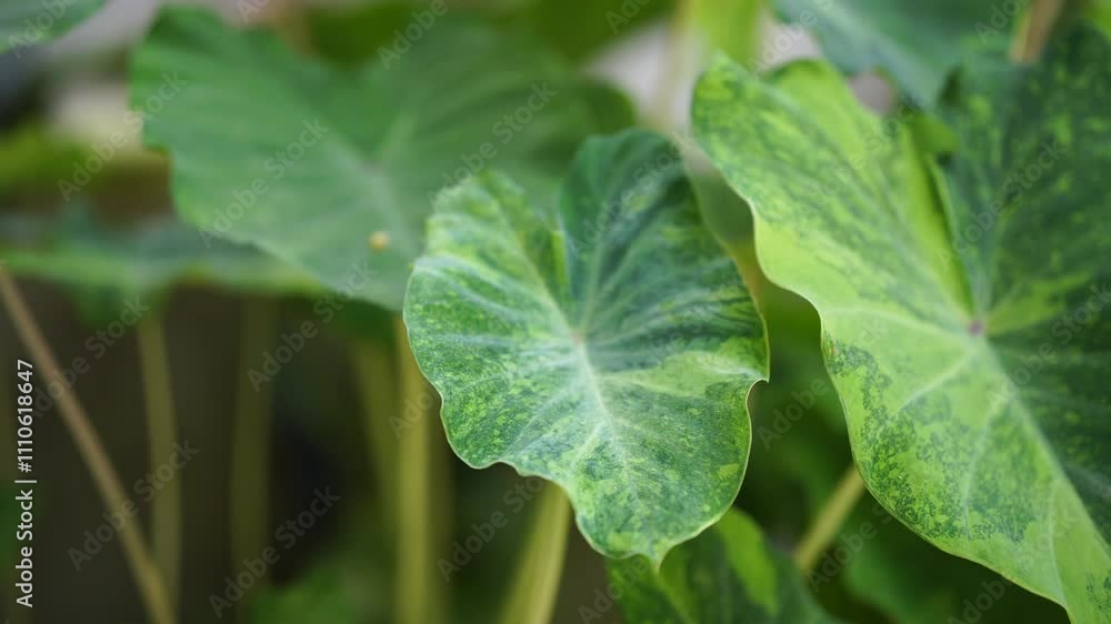 Colocasia esculenta, Lemon Lime Gecko or Colocasia or bicolor Colocasia Colocasia esculenta, Lemon Lime Gecko or Colocasia or bicolor Colocasia