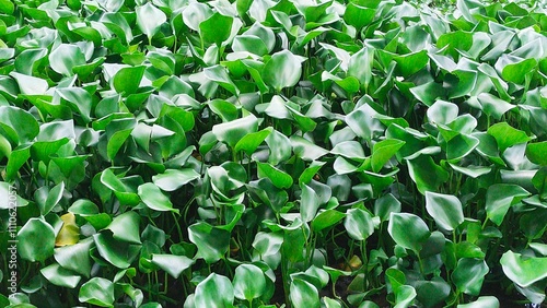 water hyacinth plant in a pond photo