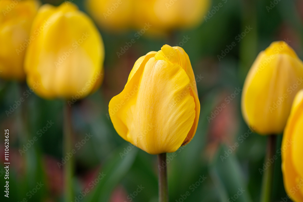 Close-Up of Vibrant Yellow Tulips in a Blooming Spring Garden Close-Up of Vibrant Yellow Tulips in a Blooming Spring Garden