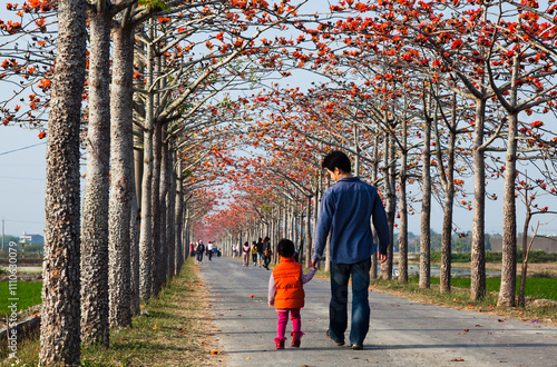 Beautiful view of Linchupi Kapok Road(Bombax Ceiba) in Baihe of Tainan, Taiwan. photo