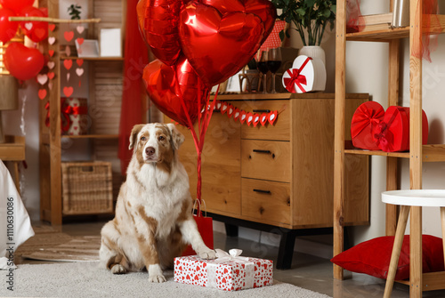 Australian shepherd dog wit...