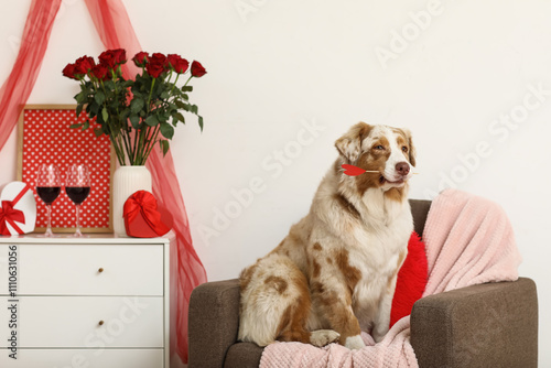 Adorable australian shepher...