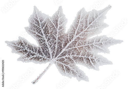 Beautiful frozen leaf showcasing winter's beauty, cut out - stock png. photo