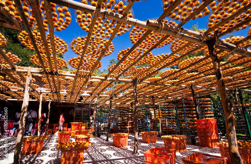 View of Traditional Making Dried Persimmons during Windy Autumn in Hsinpu of Hsinchu, Taiwan.  photo