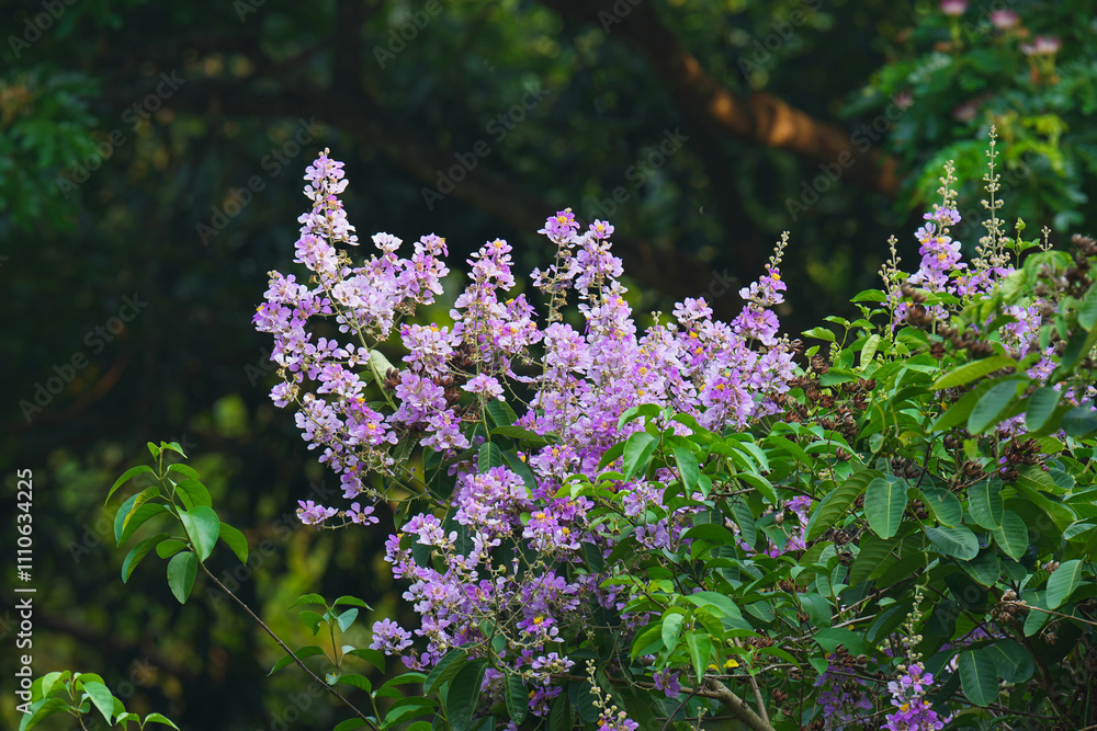 Fototapeta premium Thai crape myrtle flowers in the garden