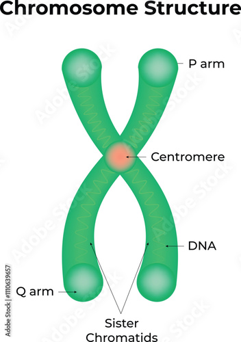 Chromosome Structure Cell Vector Illustration