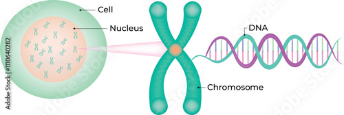 Cell Nucleus DNA Chromosome Vector Illustration