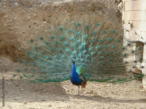 Foto de pavo real con la cola extendida,