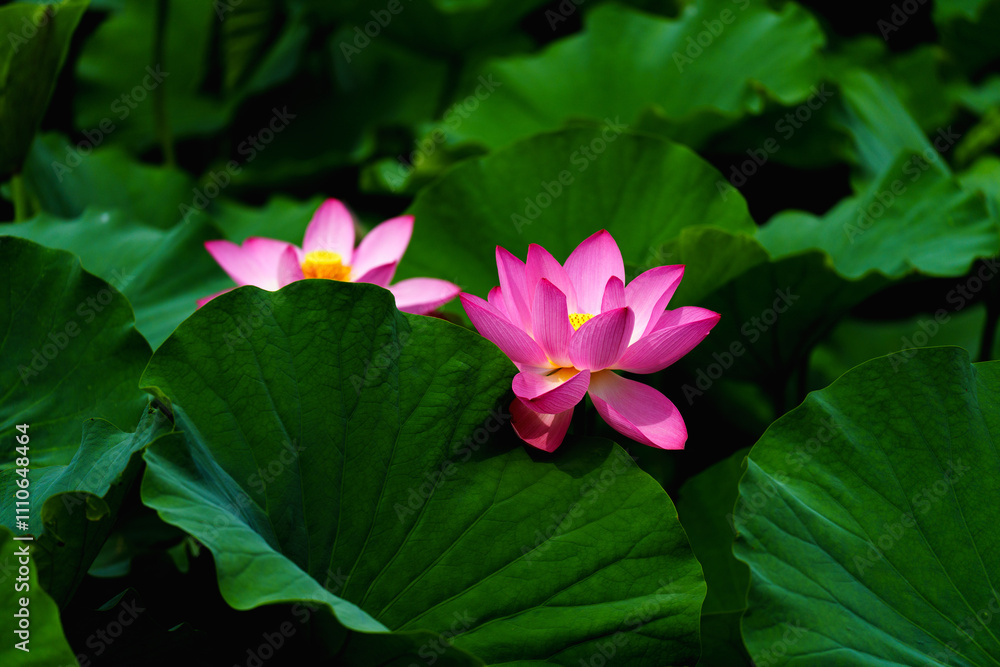 Chinese beauty: Pink lotus flower blooming in sunlight with green leaf Chinese beauty: Pink lotus flower blooming in sunlight with green leaf
