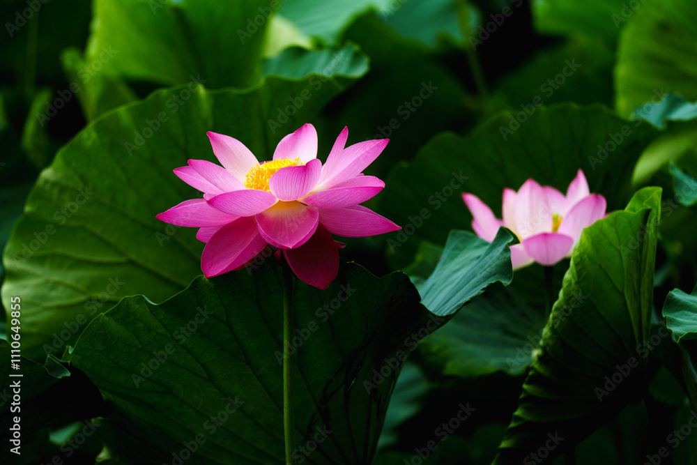 Chinese beauty: Pink lotus flower blooming in sunlight with green leaf Chinese beauty: Pink lotus flower blooming in sunlight with green leaf