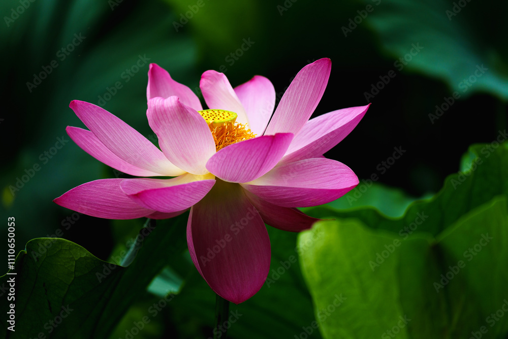 Chinese beauty: Pink lotus flower blooming in sunlight with green leaf Chinese beauty: Pink lotus flower blooming in sunlight with green leaf
