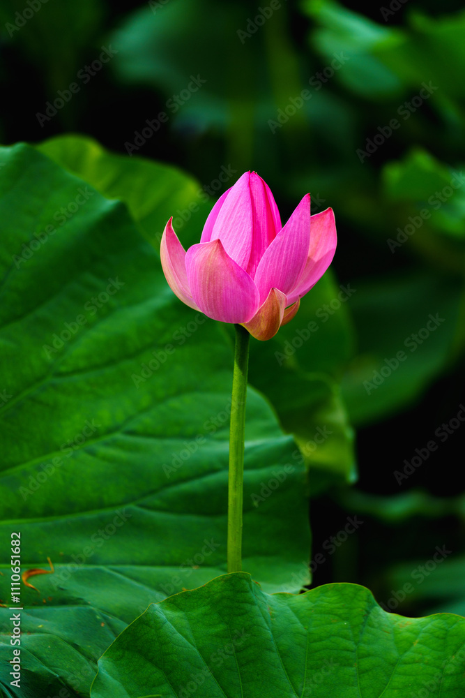 Chinese beauty: Pink lotus flower blooming in sunlight with green leaf Chinese beauty: Pink lotus flower blooming in sunlight with green leaf