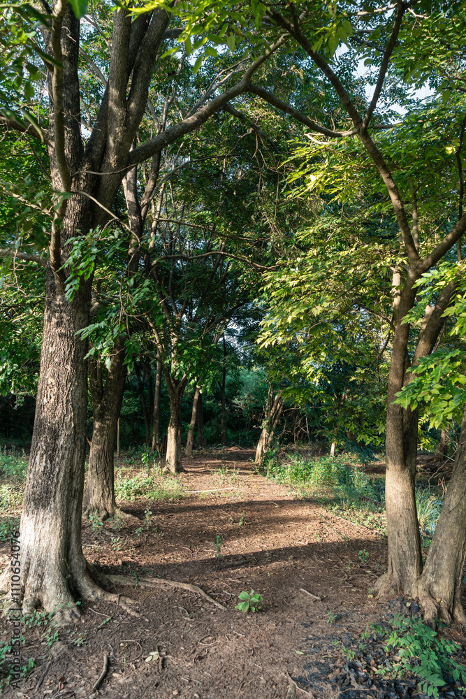 A garden path with big trees on the side A garden path with big trees on the side