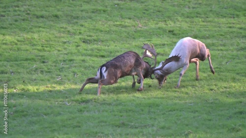 Fallow Deer (Dama dama) bucks fighting during the annual rut. Mid October, Kent, UK [Half speed]