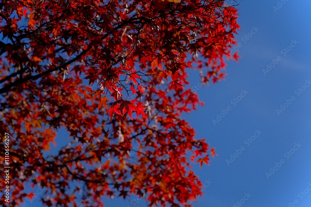 red autumn leaves red autumn leaves