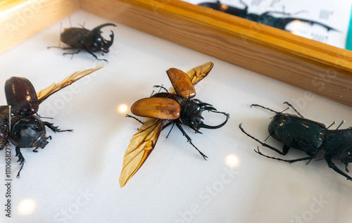 Big yellow rhinoceros beetle Eupatorus gracilicornis showcasing its vibrant colors and intricate wing patterns while resting on a white background photo