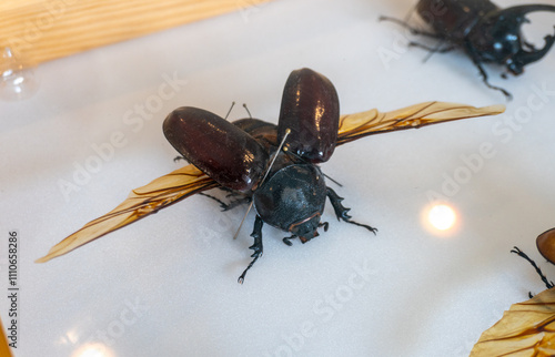 A female Megaoma actaeon beetle isolated on white background