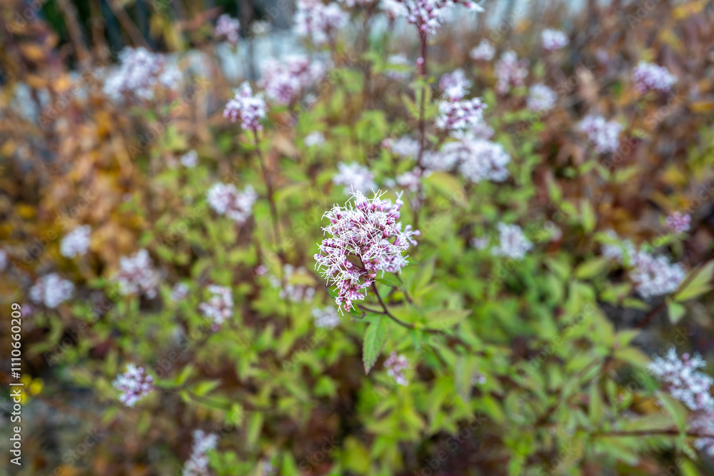 花壇で美しく咲くフジバカマの花、Thoroughwort、Boneset 、fragrant eupatorium 花壇で美しく咲くフジバカマの花、Thoroughwort、Boneset 、fragrant eupatorium