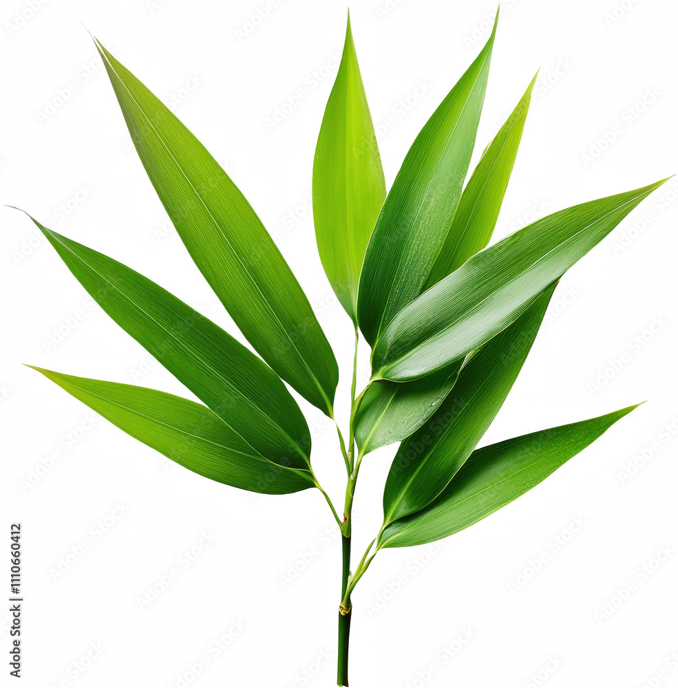 Fototapeta premium Lush green bamboo leaves isolated transparent background