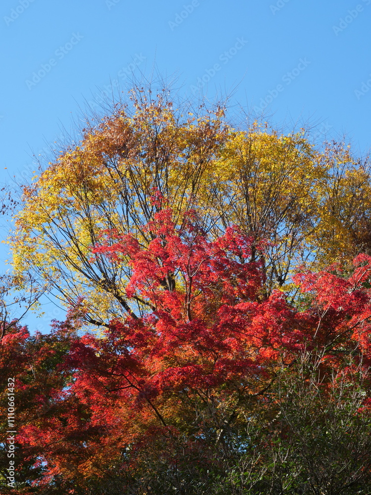 Fototapeta premium 東京の森の彩り豊かな公園