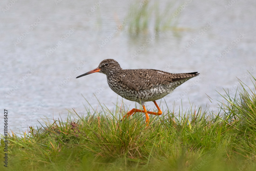 Chevalier gambette,.Tringa totanus, Common Redshank Chevalier gambette,.Tringa totanus, Common Redshank