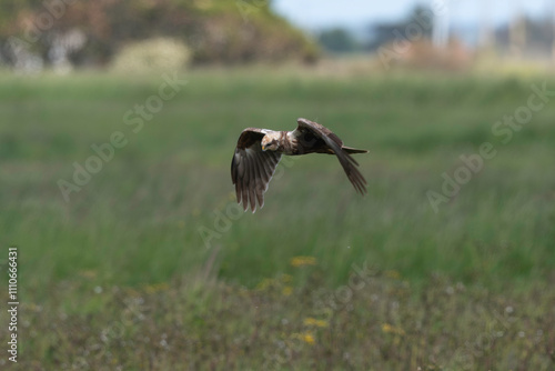 Busard des roseaux,.Circus aeruginosus, Western Marsh Harrier photo