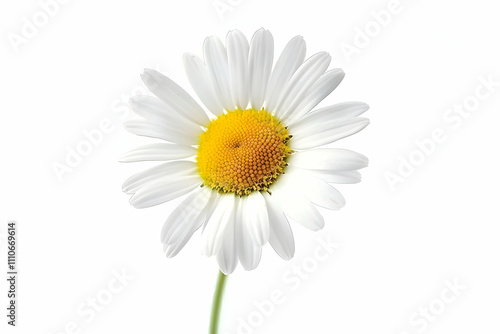 A close-up image of a daisy flower, showcasing its white petals and vibrant yellow center against a plain white background, emphasizing its natural beauty.