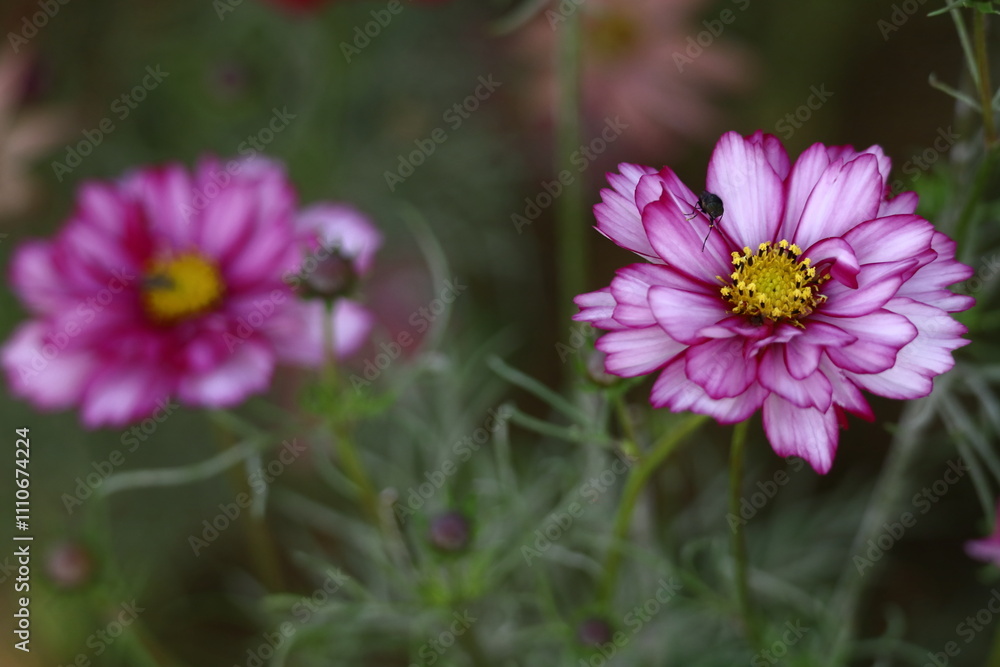 Obraz premium 秋風に揺れて咲く