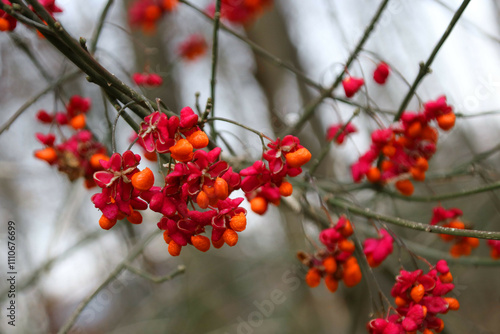 Gewoehnlicher Spindelstrauch (Euonymus europaeus) photo