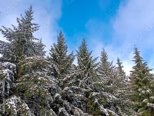 Forêt de sapins enneigés photo