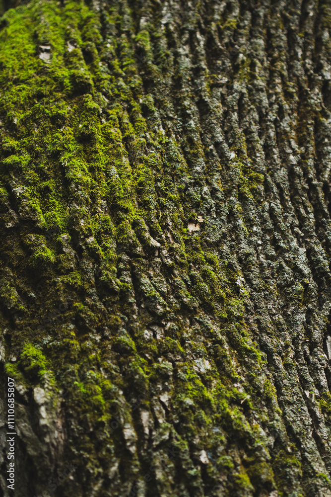 Macro photograph of moss growing on top the bark of a tree. Macro photograph of moss growing on top the bark of a tree.