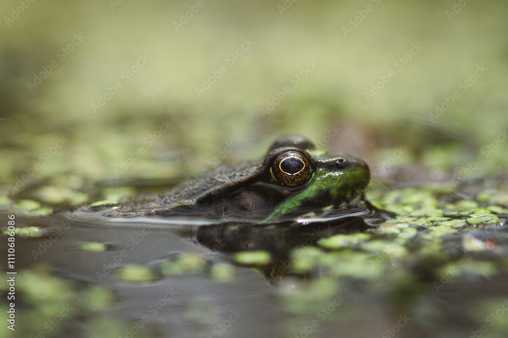 Fototapeta premium Macro Photo of a leopard frog waiting in the water of a swamp.