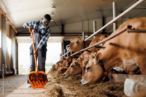 Farm worker African Farmer man with shovel at barn cow. Agriculture for livestock, sustainability and agro small business in countryside ranch