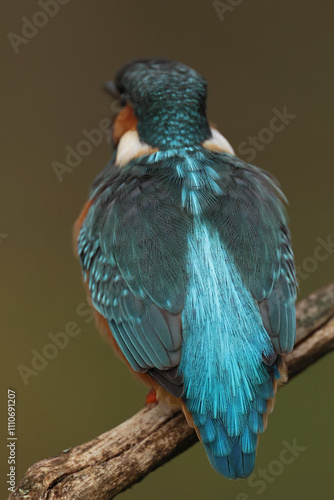 Detail shot of the back of a juvenile or adult female common kingfisher (alcedo atthis)  photo