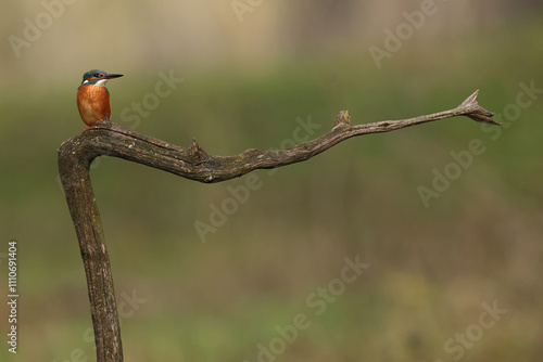 Juvenile or adult female common kingfisher (alcedo atthis) perching on a branch photo