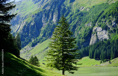 Green bright tree in the forest in the background of a lake and mountains