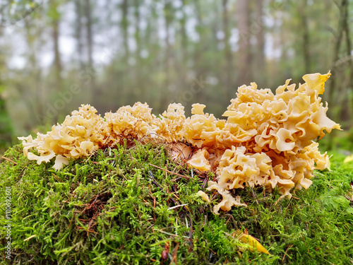 Wallpaper Mural Close up of a soft yellow colored Cauliflower fungus, Sparassis crispa, with brown edges growing in a blanket of mosses in a forest with trees in background Torontodigital.ca