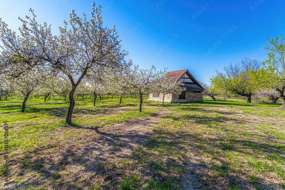 Orchard in spring, with fruit trees blossoming and a small cottage nearby under a clear blue sky. Orchard in spring, with fruit trees blossoming and a small cottage nearby under a clear blue sky.