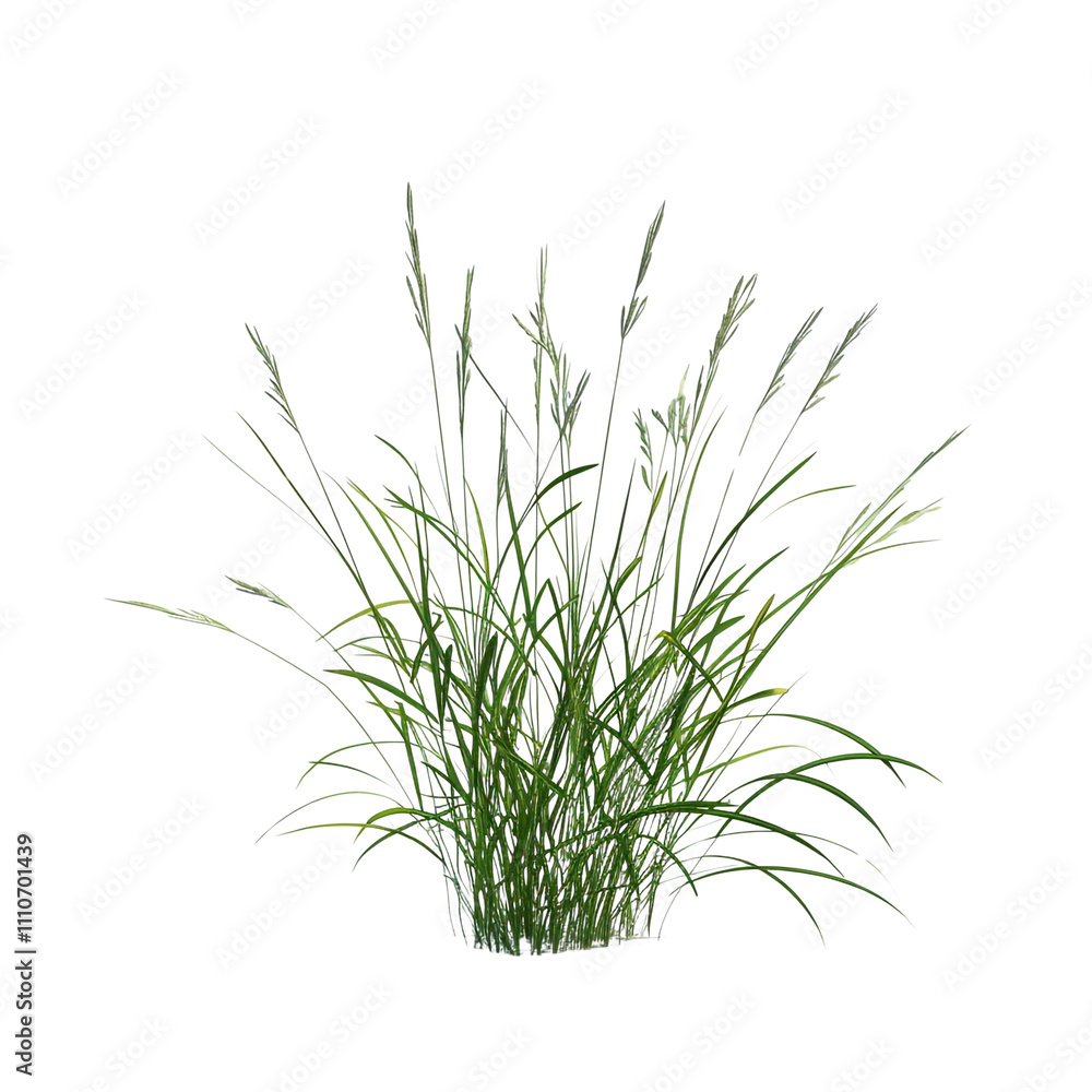 Green Grass Isolated On White Green Grass Isolated On White