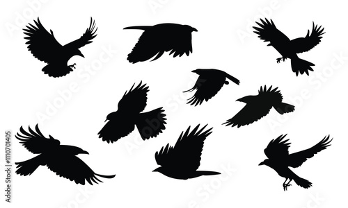 Flying Crow Bird Silhouette Design  And Vector Illustration. 