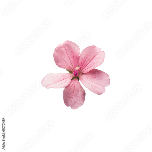 Pink Flower Blossom