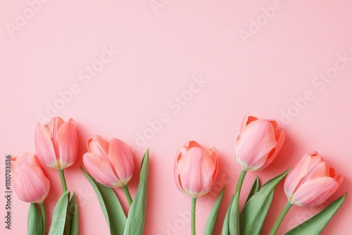 Pink tulips on a pink background in a minimalist flat lay style, banner layout with ample copy space for text.