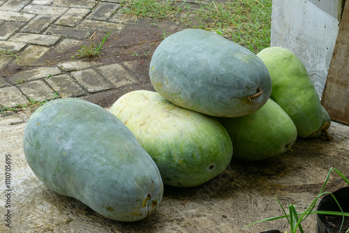 Benincasa hispida fresh vegetable ingredients photo